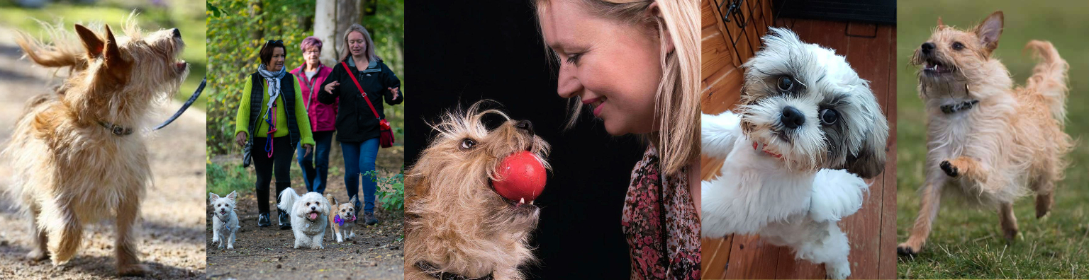 banner image showing Dundee based canine behaviourist caroline mitchell and dogs in training