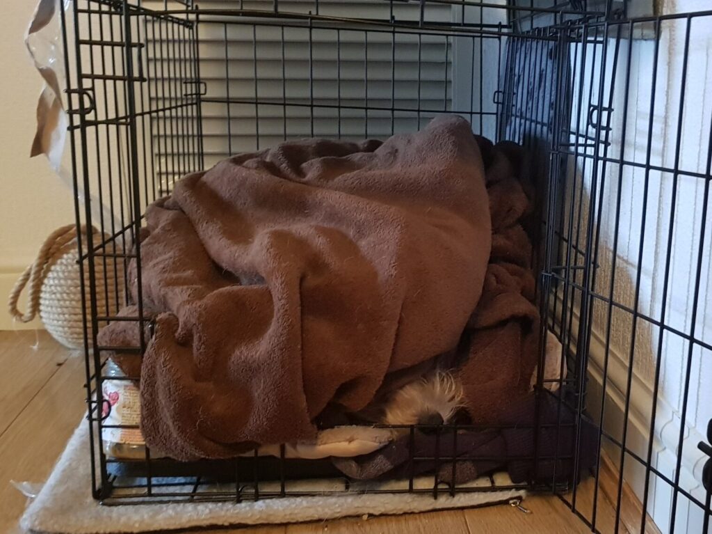 picture of a dog crate with a big brown blanket bundled up in the middle. In the bottom right corner of the crate a small dog nose is poking out from inside the blanket