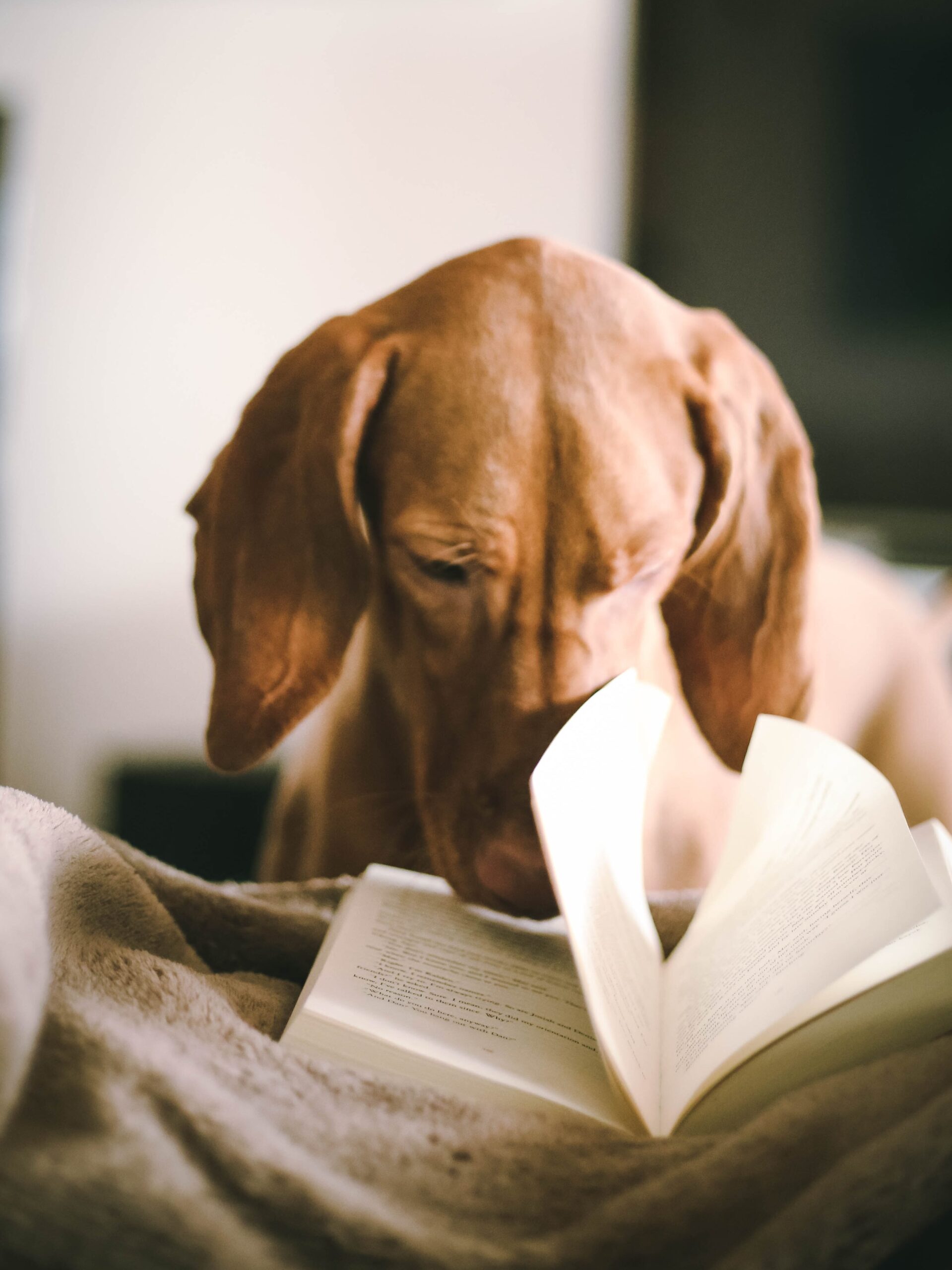 a small brown sausage dog pictured looking at an open book with the pages fanned out. 
