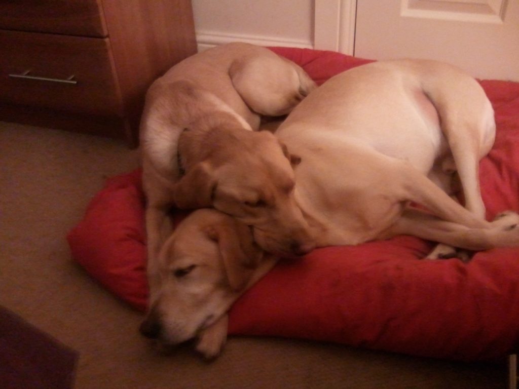 two labradors snuggled together on a large red pillow together.