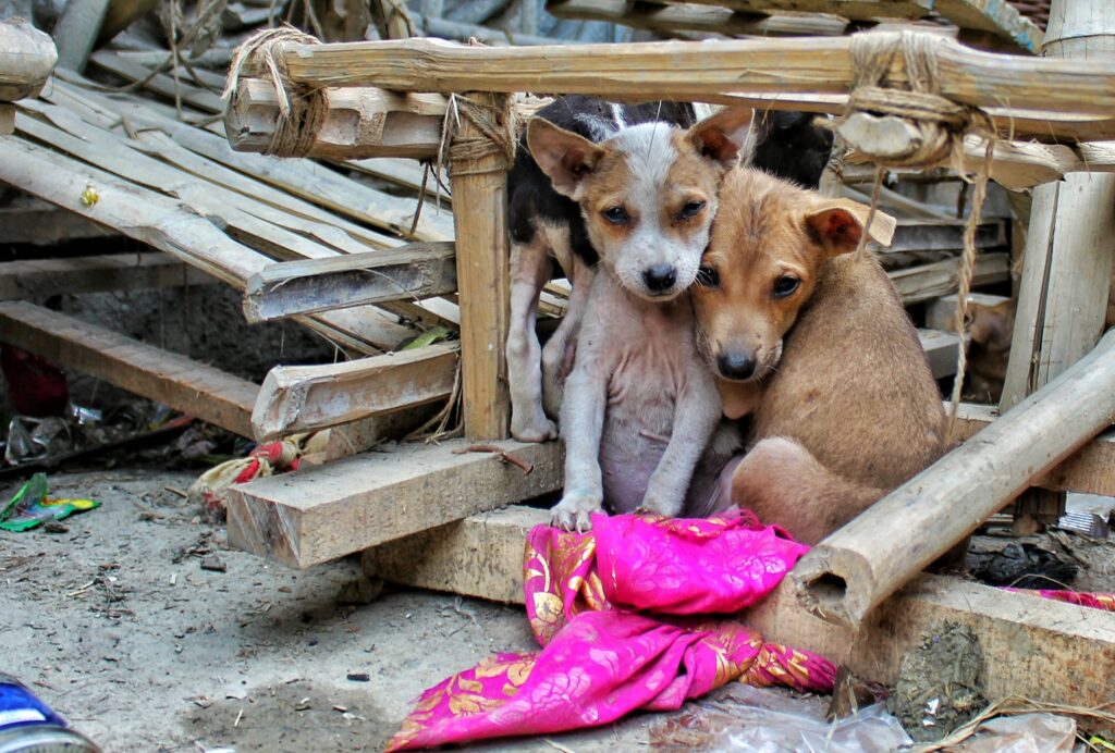 two small scared puppy dogs cowering together in a make shift shelter made by lashing a few bits of broken wood together. They are amongst a pile of broken and discarded wooden fences and off cuts. These look like they are in an outdoor, makeshift rescue area.