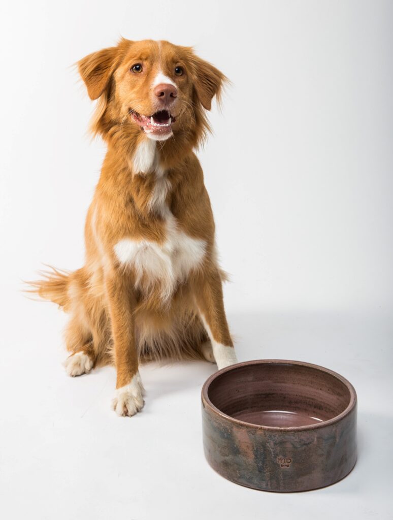 this dog is waiting by an empty bowl while he learns patience in dog training and rehabilitation