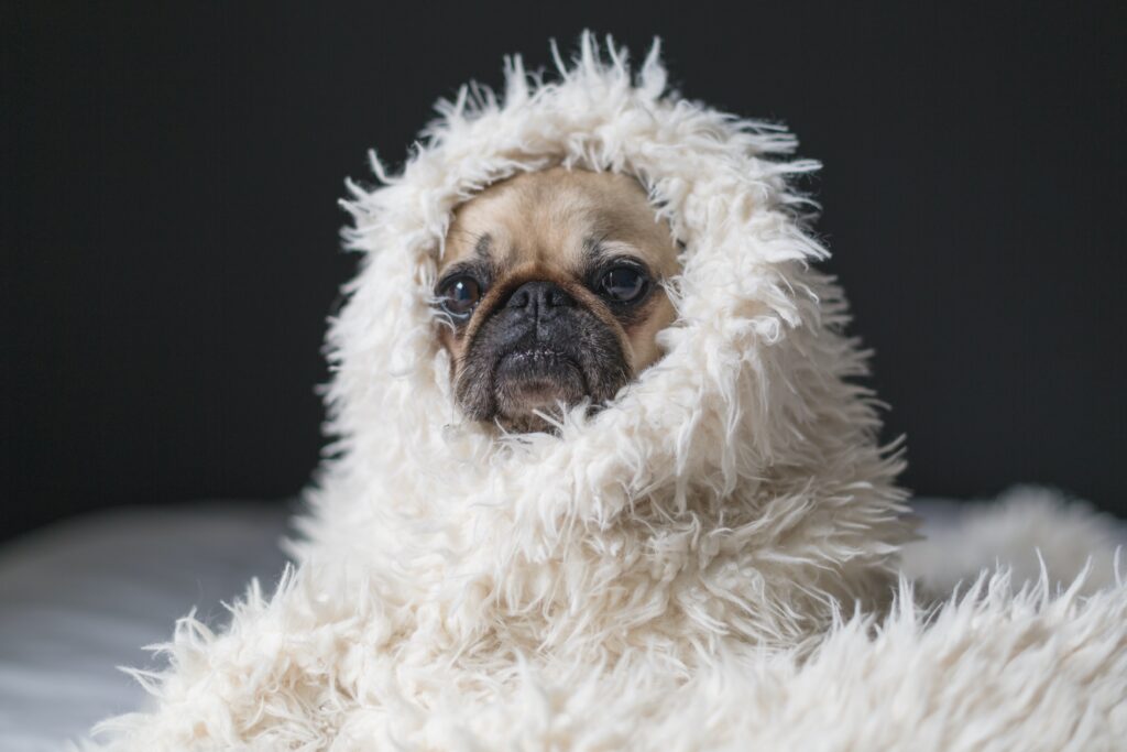 a fawn coloured pug type dog is snuggled in a fluffy white blanket with only his face showing