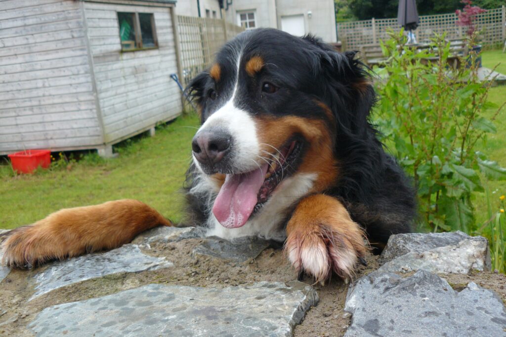 This bernese mountain dog is jumping up on the garden wall in anticipation of making a new friend. Learning patience can help when it comes to calmly meeting visitors with all four feet firmly on the ground!