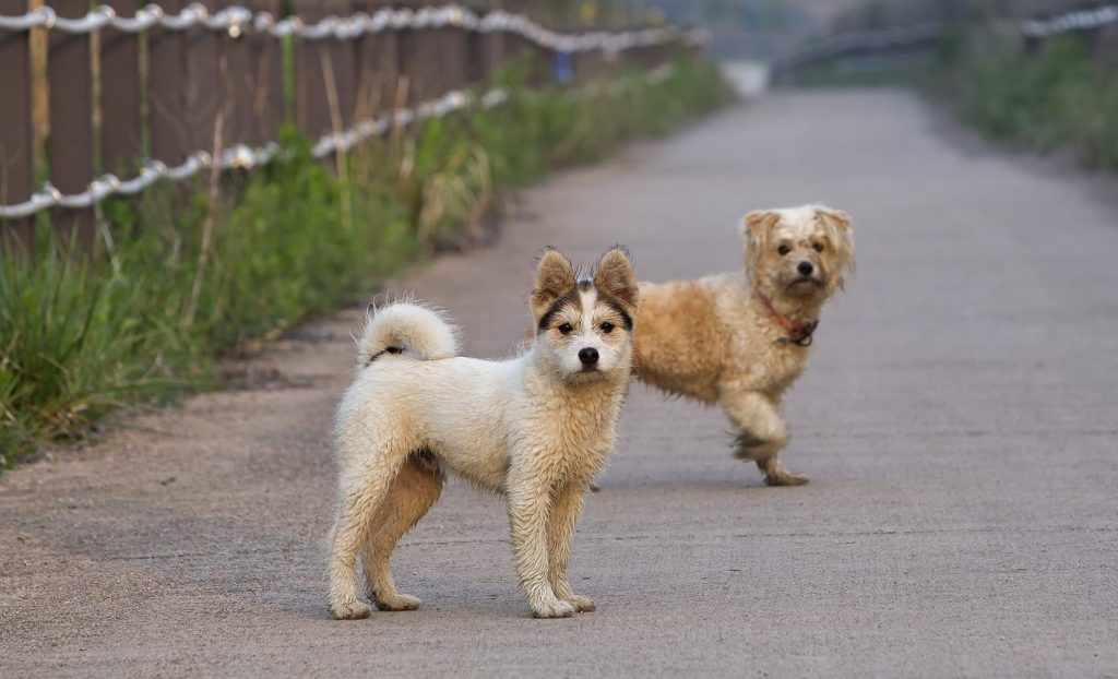 Two small dogs standing looking suspiciously at the camera. Street Dogs might socialise better with other dogs than people