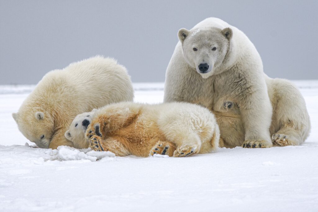 three polar bears on the snow. One laying in the front of the picture, one sitting behind and another grooming himself.
