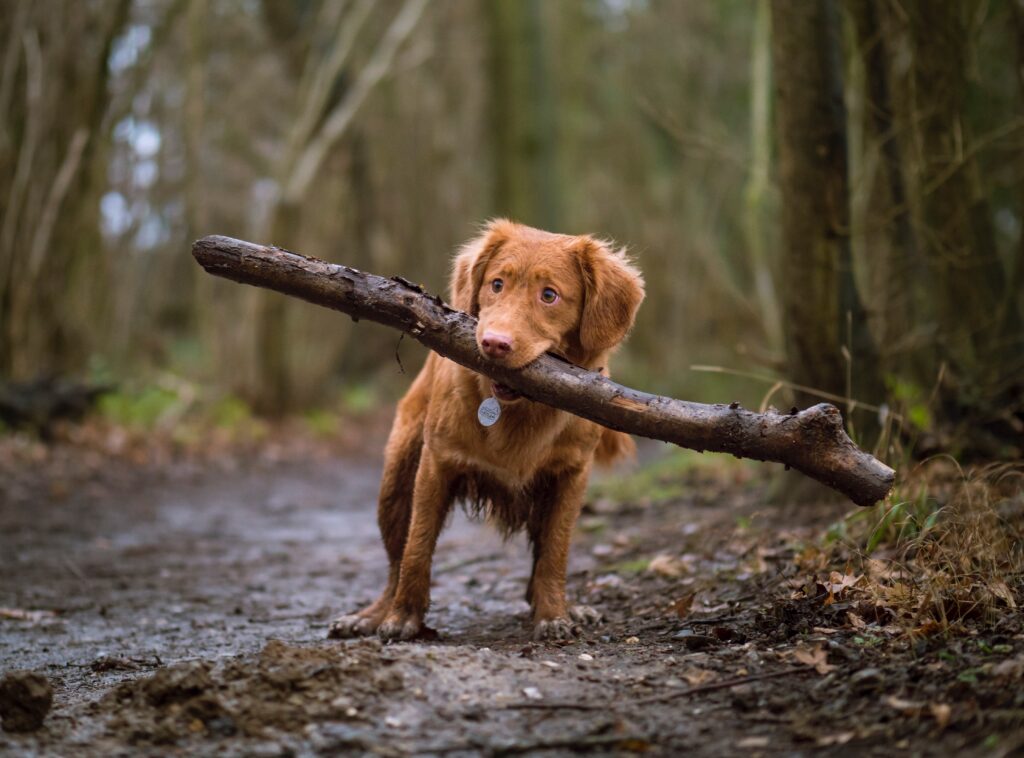 a small brown spaniel type dog on a woodland path holding a very long, thick, heavy looking stick