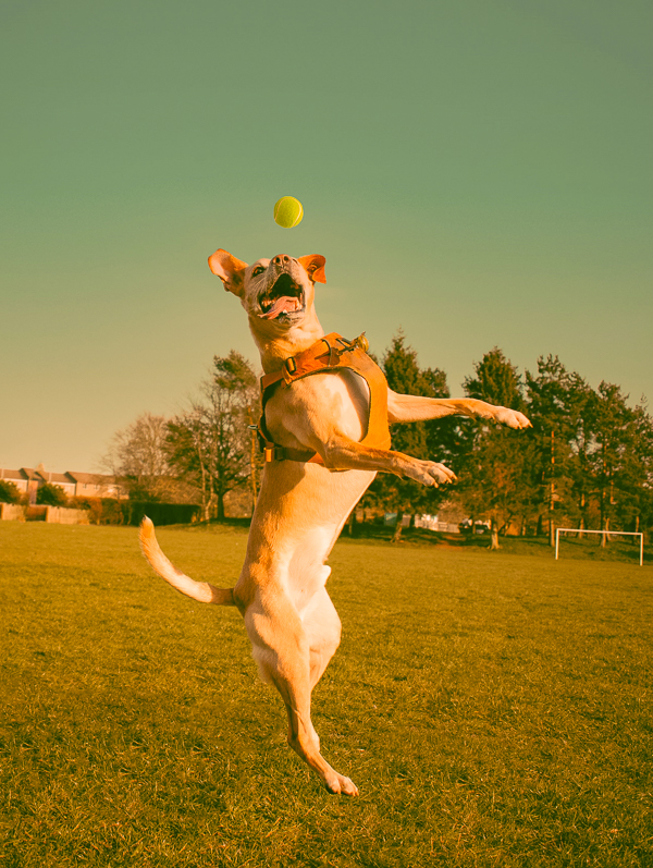 a dogs jumps to catch a tennis ball in mid air.