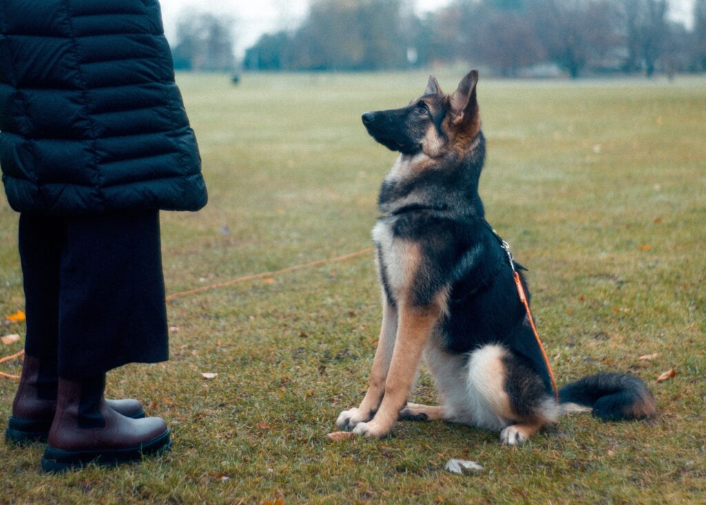 a german shepherd puppy sits proudly in front of his owner in a park
