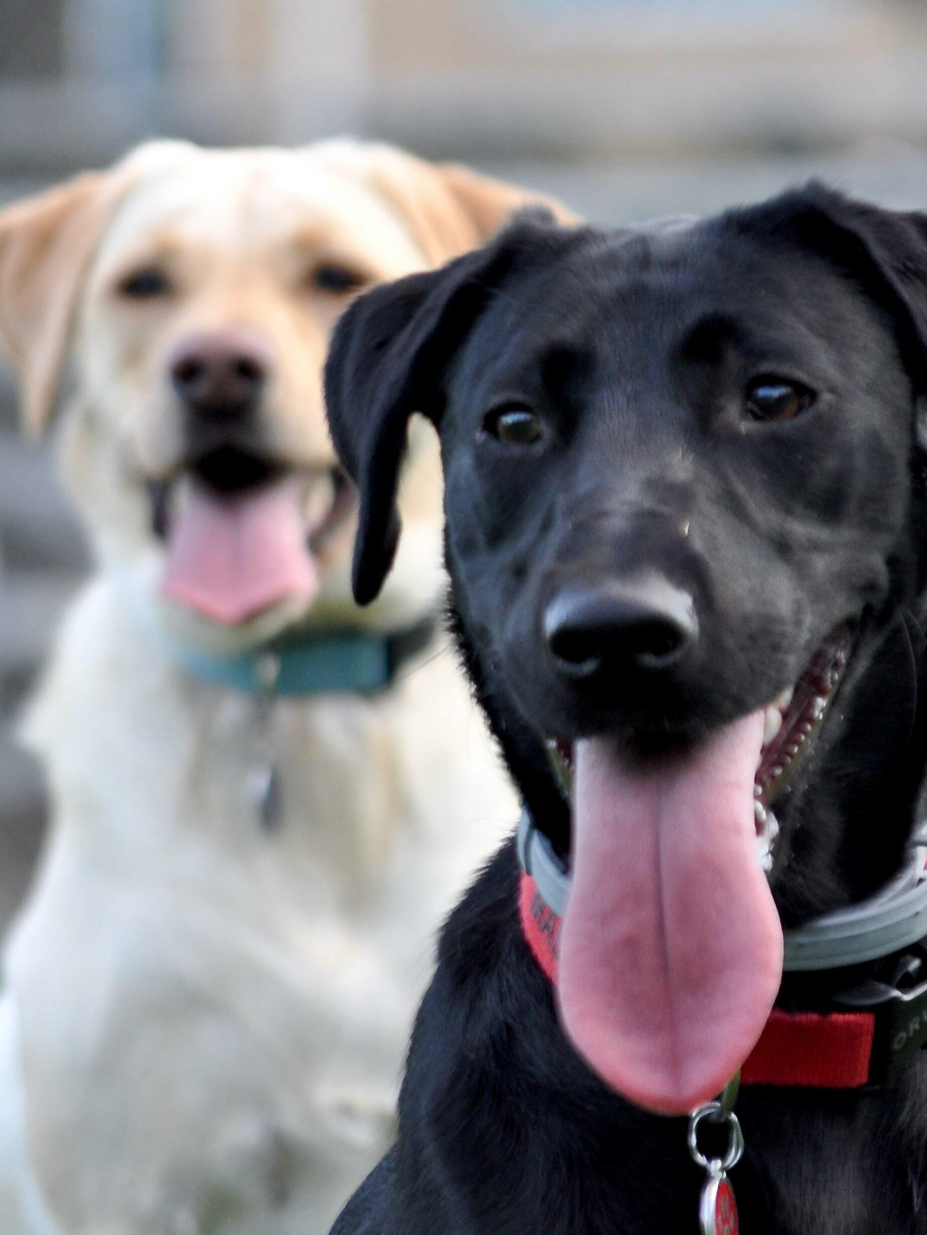 two labradors sitting one in front of the other for the camera. A yellow lab sits behind the black one, they both have their tongues hanging outu!