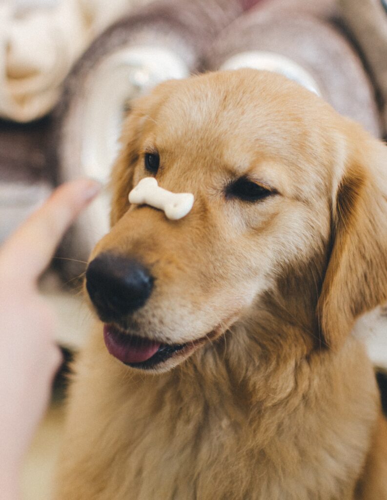 the face of a golden retriever dog. The dog has a small white bone shaped biscuit balanced on his nose