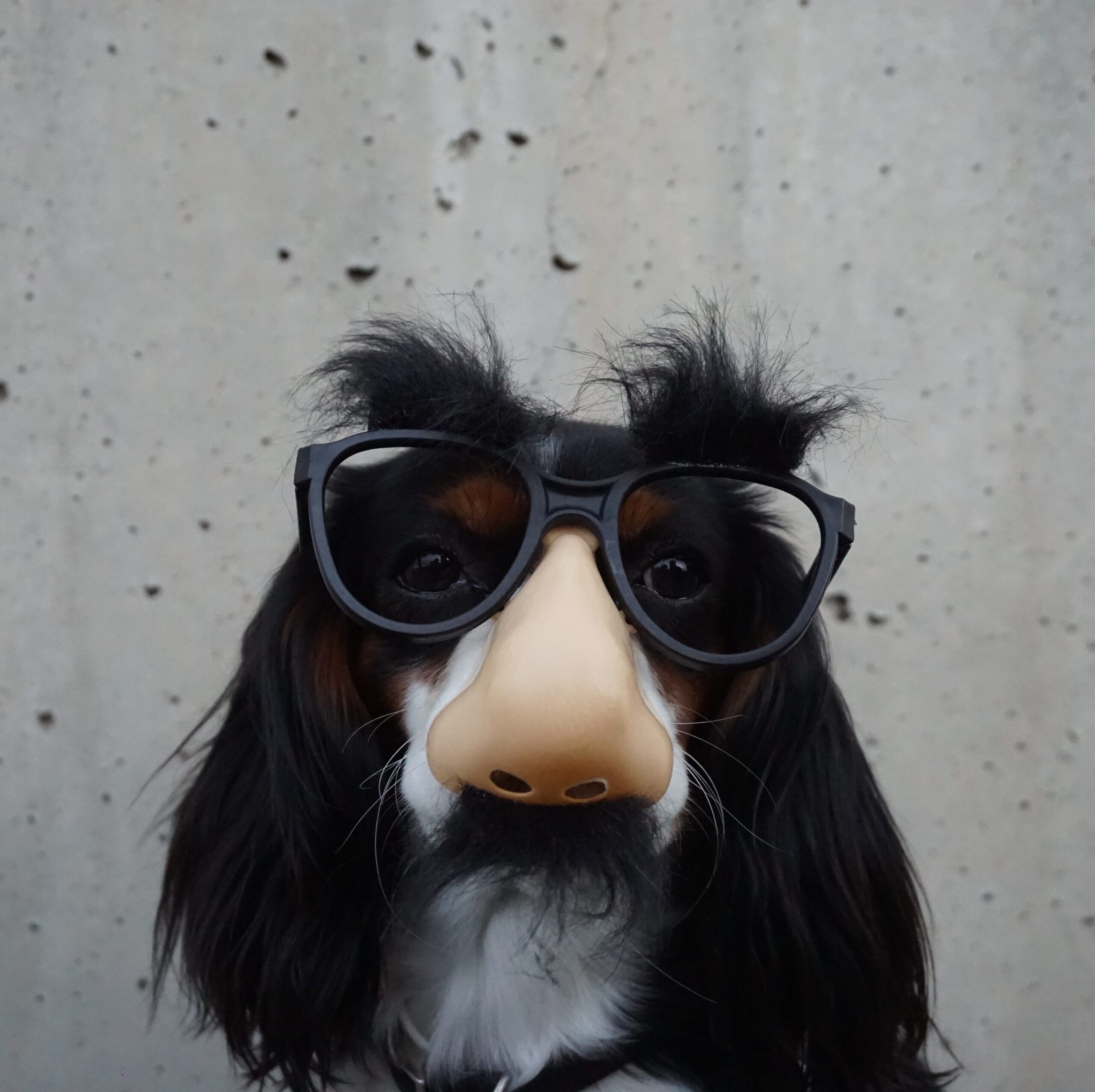 Picture of a dogs face. The dog is wearing a plastic disguise of a human nose and glasses so his face is mostly hidden but his long black ears can be seen..
