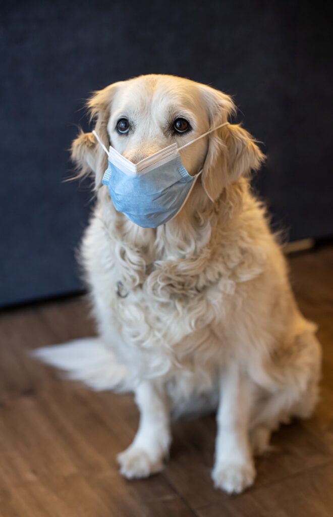Picture is of a golden retriever dog in a sitting position wearing a blue medical grade face mask.