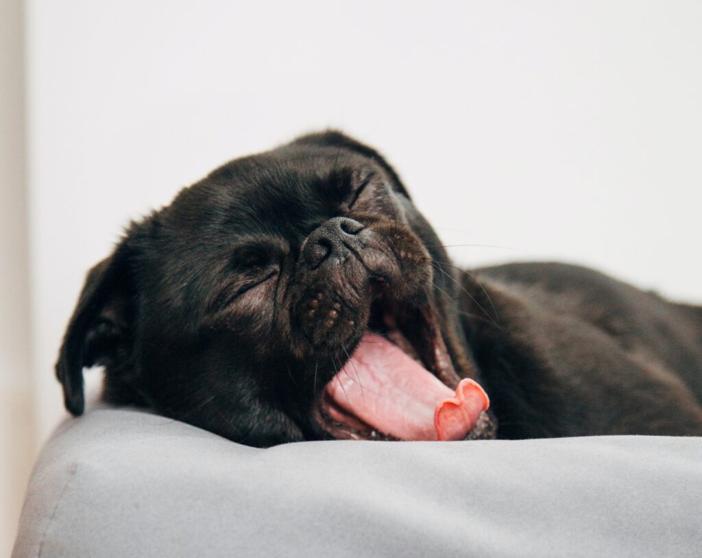 a small black dog face, he's yawning widely with his tongue sticking out