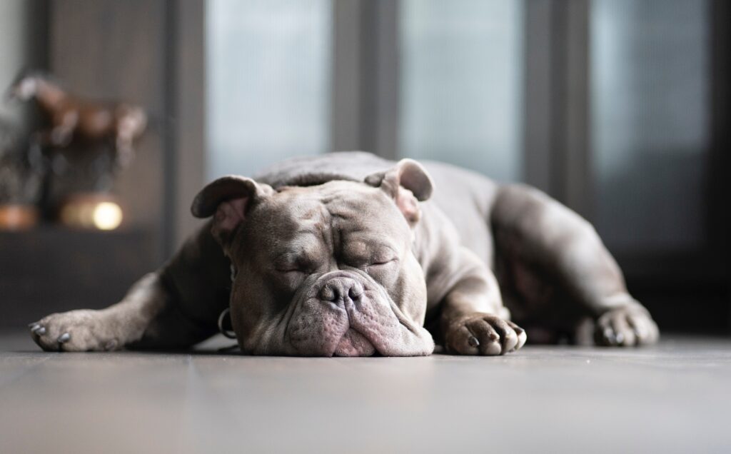 a sleeping grey dog,