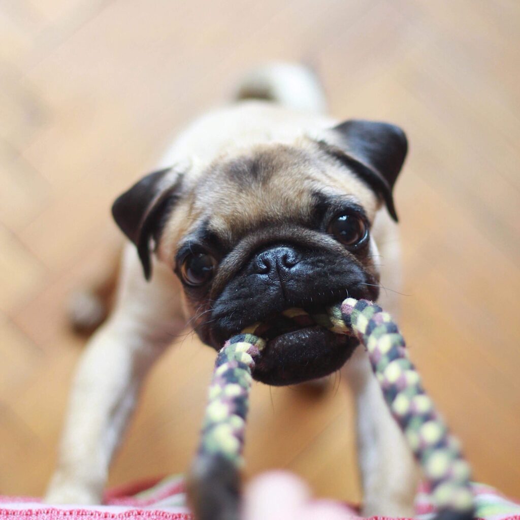 A light brown pug with a black face tugging on a rope toy. The owner of the rope is holding it out of sight and the dog is looking straight up at the camera