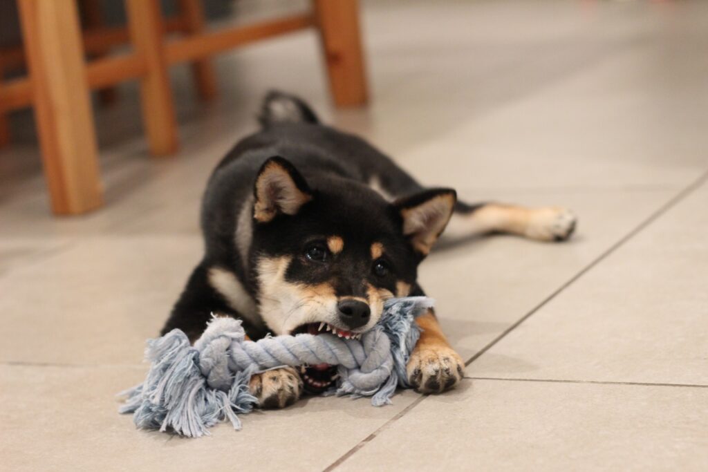 Pictured a small black and brown puppy chewing on a knotted rope toy. His teeth are showing as he mouths the toy