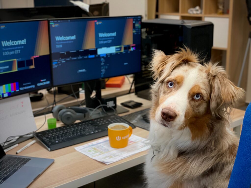pictured is a brown and white collie type dog sitting with a cup of tea in front of a bank of three computer screens