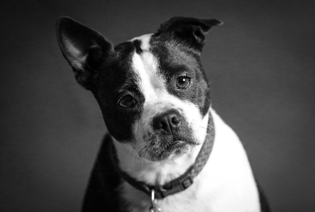 Picture of an anxious looking black and white dog.