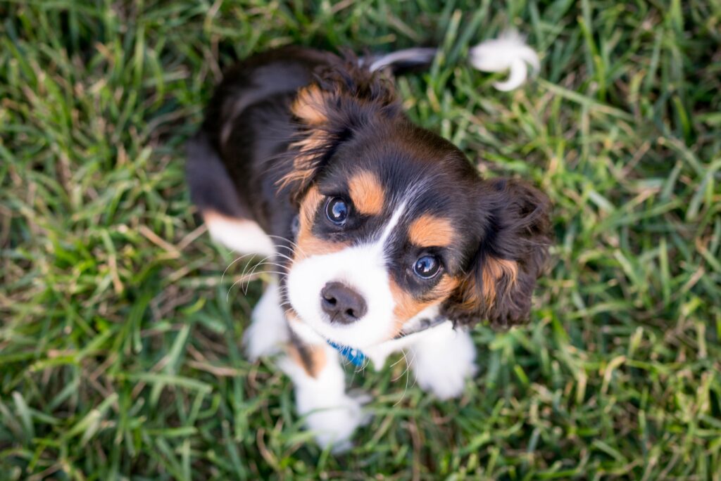 a small cavalier king charles puppy sitting on grass and looking confused.