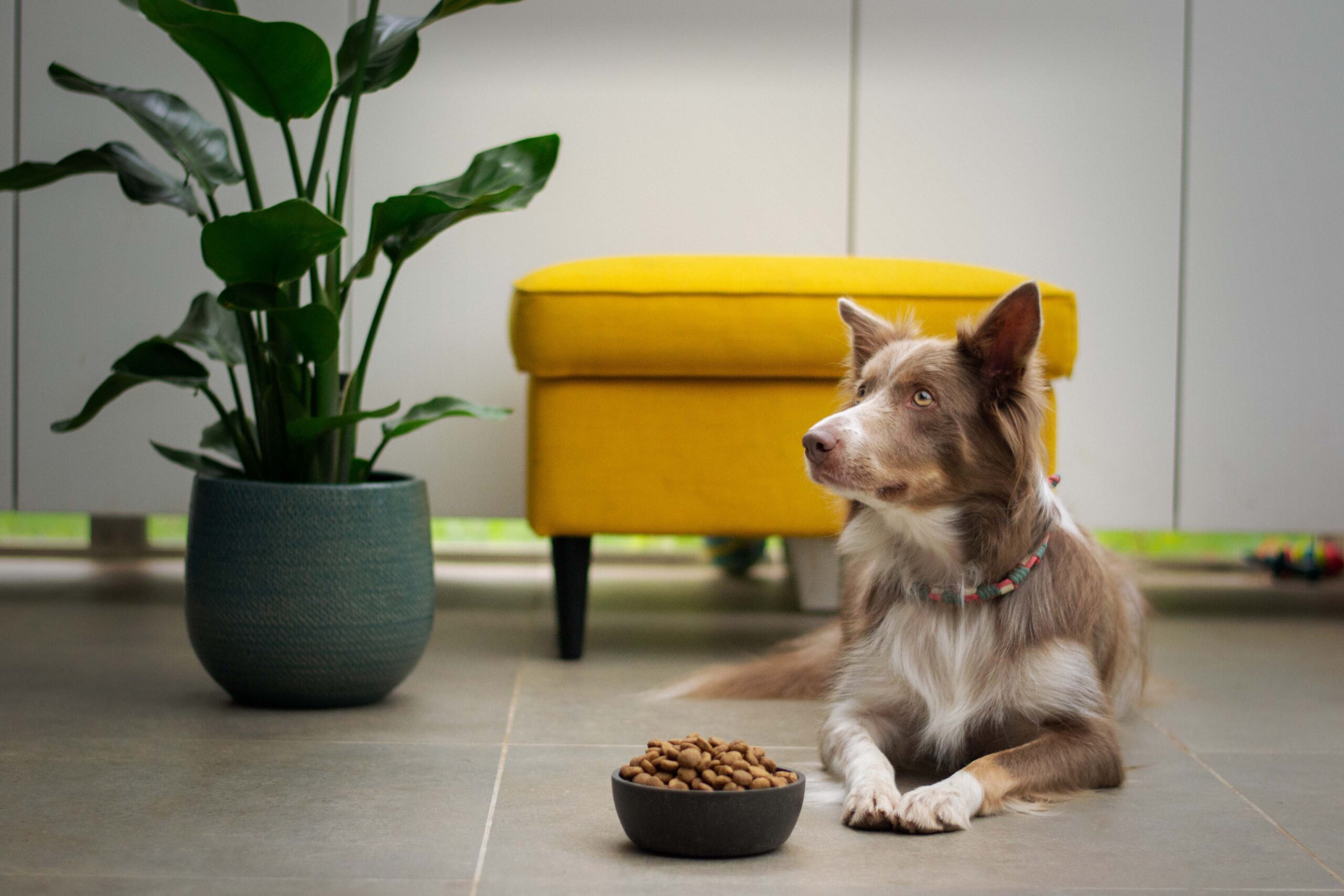 A calm collie type dog is laying beside a bowl piled high with dry dog food biscuits. He is attentive to something outside the photo. In the background is a green leafy plant and a yellow footstool.