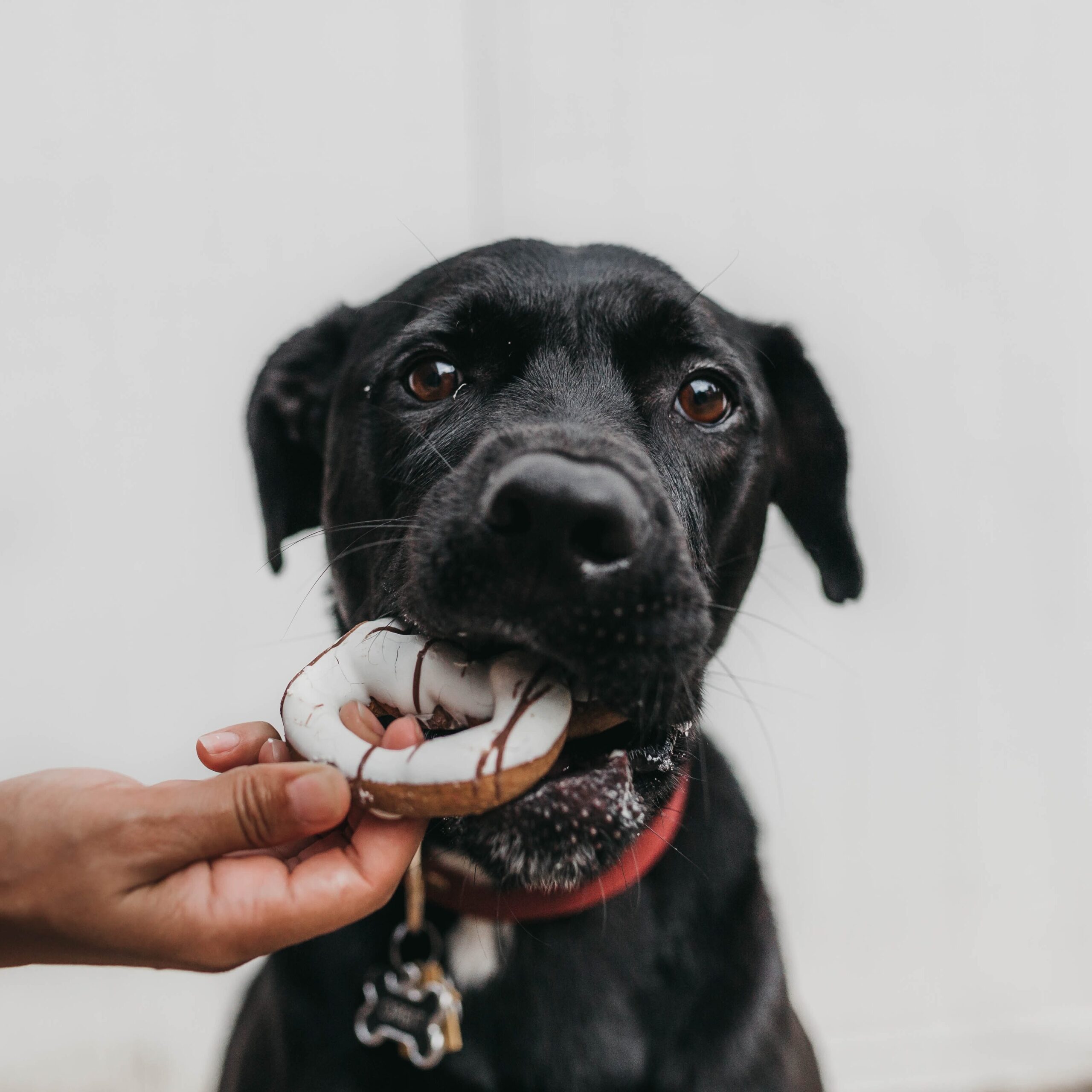 a black puppy is taking a bite of a donut that is being handed to him from someone out of shot