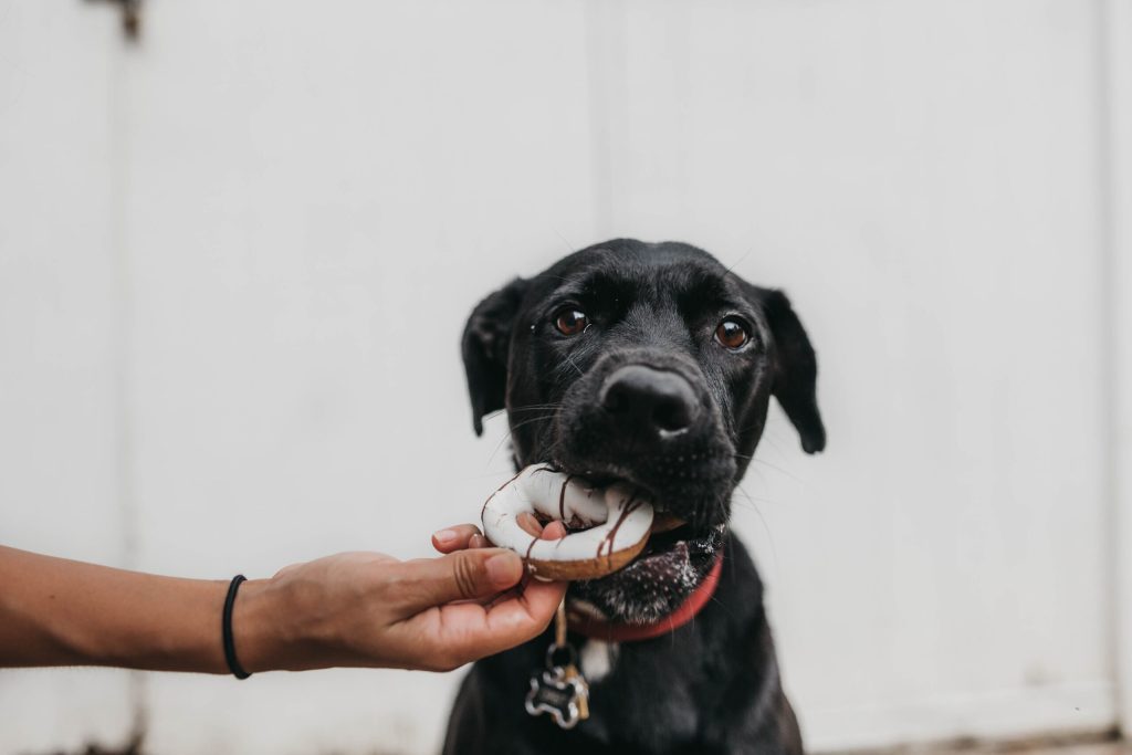 black dog being offered a donut. The dog doesn't appear to want it