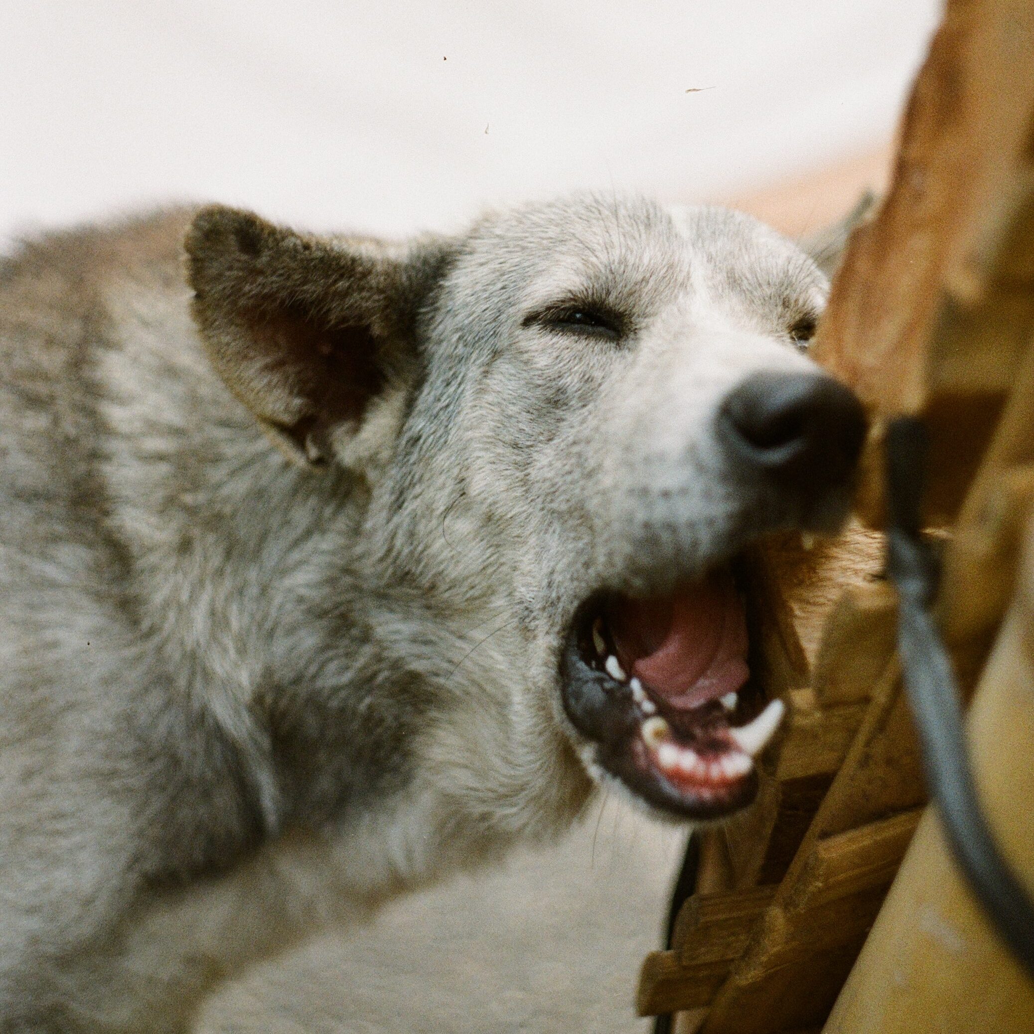 image of a large, white and grey, mixed breed dog chewing on the side of a wooden pallet