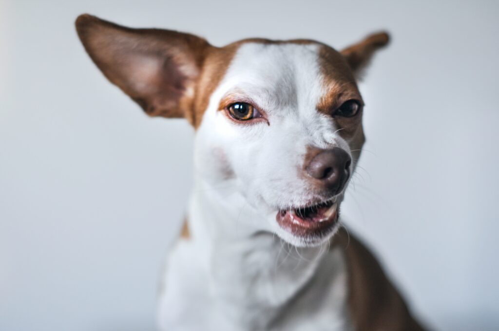 A picture of a Jack Russell dog wrinkling his nose and winking at the camera.