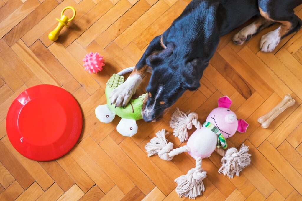 picture of a collie type dog laying beside a selection of dog toys. He has a dummy, spikey ball, a frog chew, a soft pig, a frisbee and a bone to choose from. He has chosen the frog chew and is biting it!