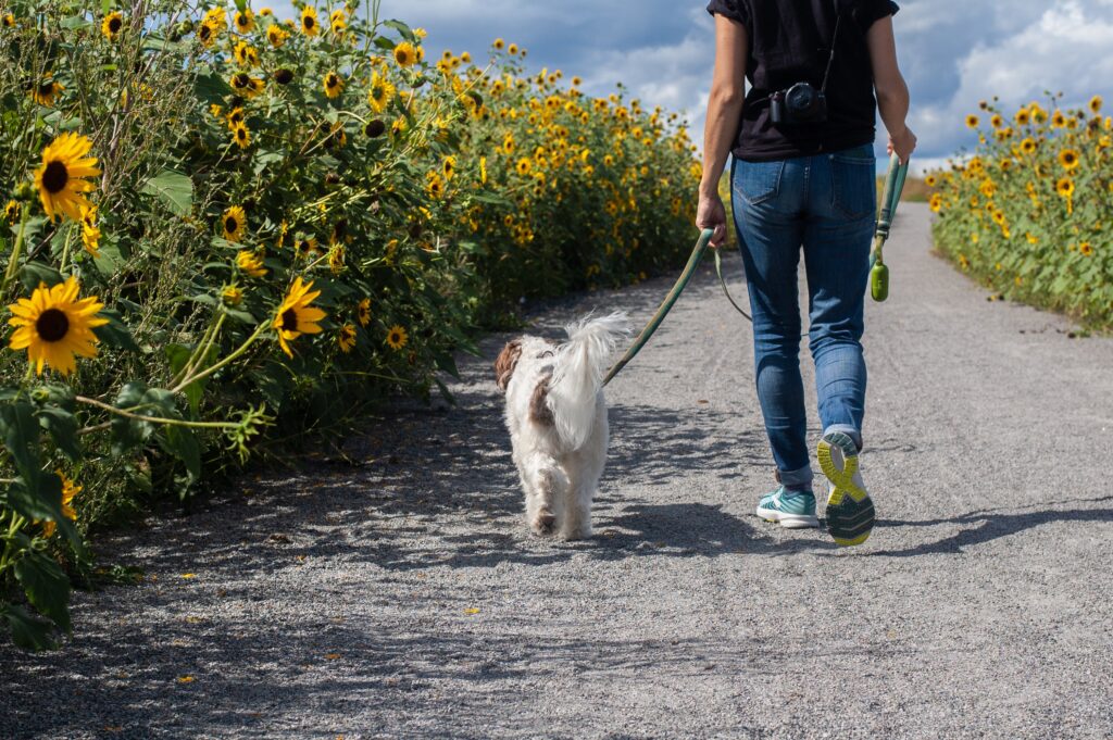 picture shows a small white dog being walked on a loose lead beside their owner. Picture is taken behind of them walking away surrounded by sunflowers