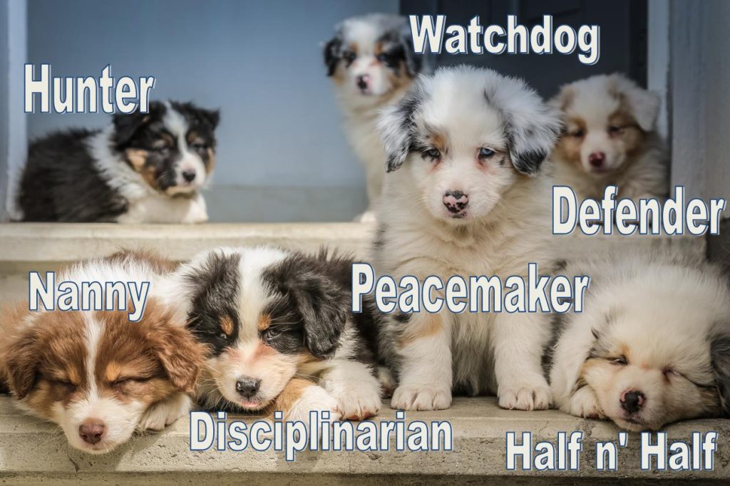 A group of seven collie pups labelled as each of the dog personality types including Hunter, Nanny, Disciplinarian, Peacemaker, Watchdog, and Defender and a Half and Half!
