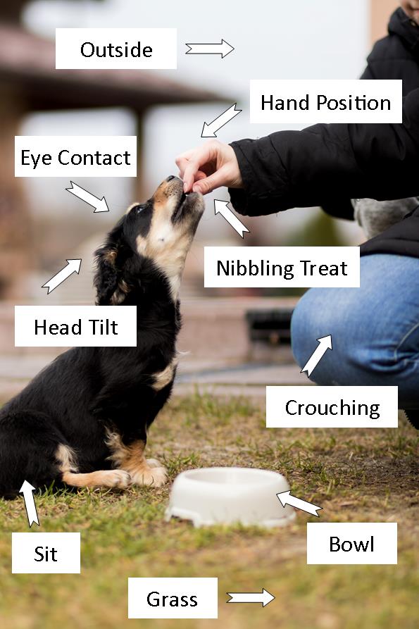 Image demonstrates a puppy receiving a treat while sitting on grass, outside, while nibbling a treat in front of a crouching person.