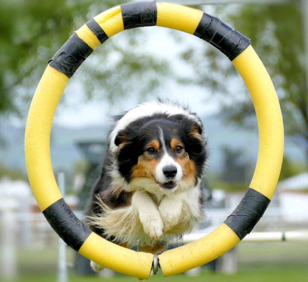a border collie dog jumps through a black and yellow hoop towards the camera.