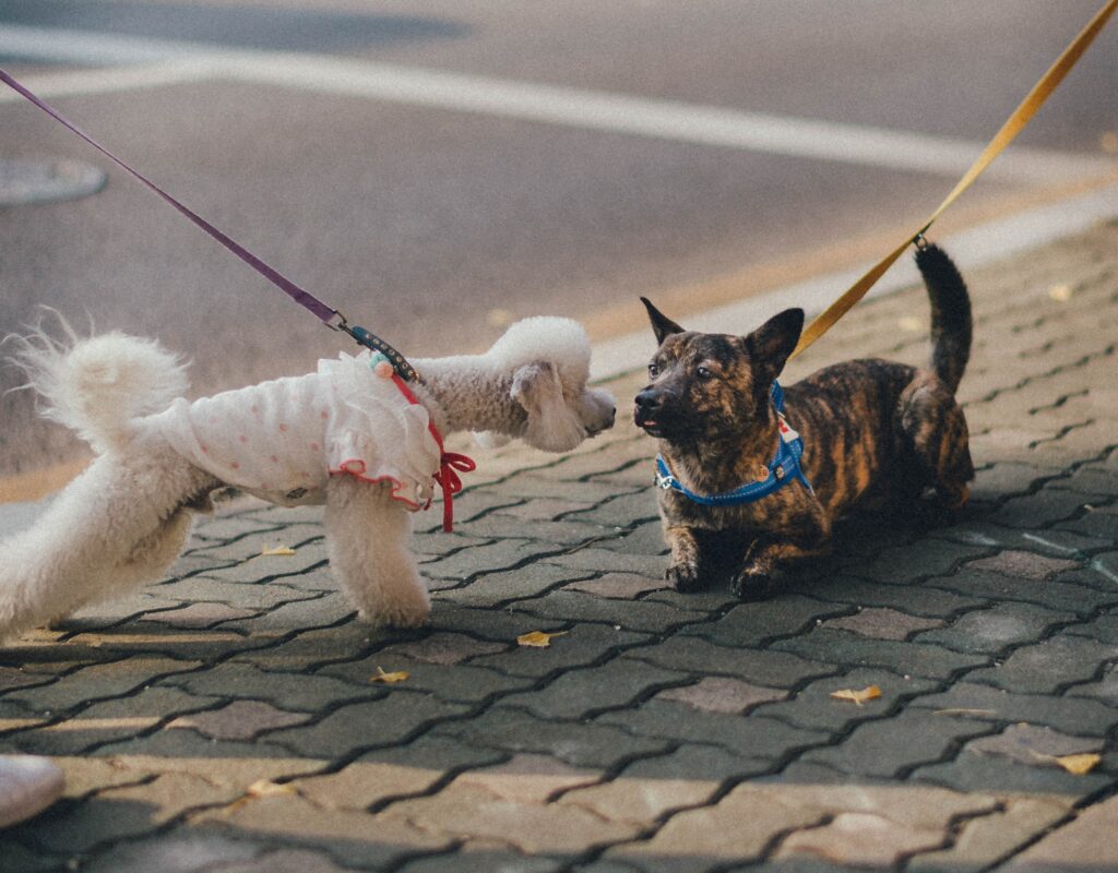 a white miniature poodle in a cardigan strains towards a small mixed breed dog that in lying on the ground looking quite anxious.