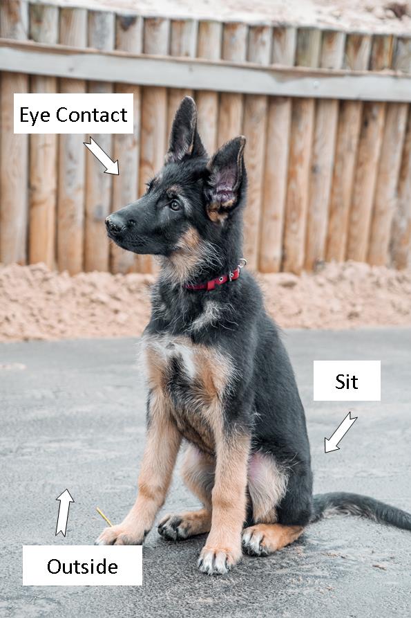 Image demonstrates a puppy sitting on the ground outside while looking up.