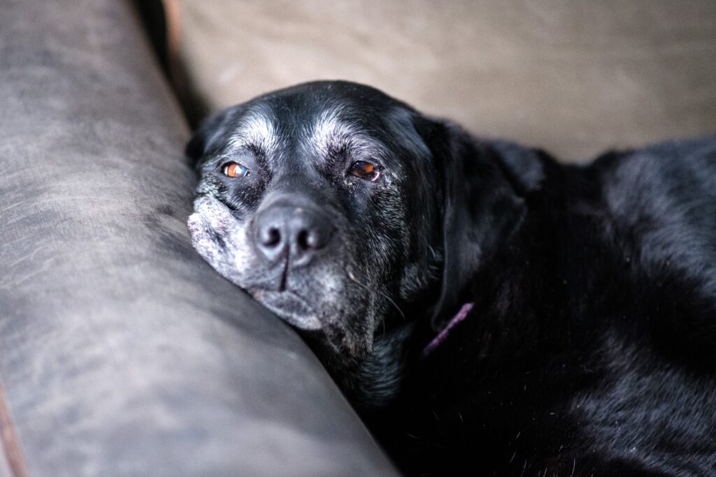 A grey faced black labrador rests his face against the back of a sofa.