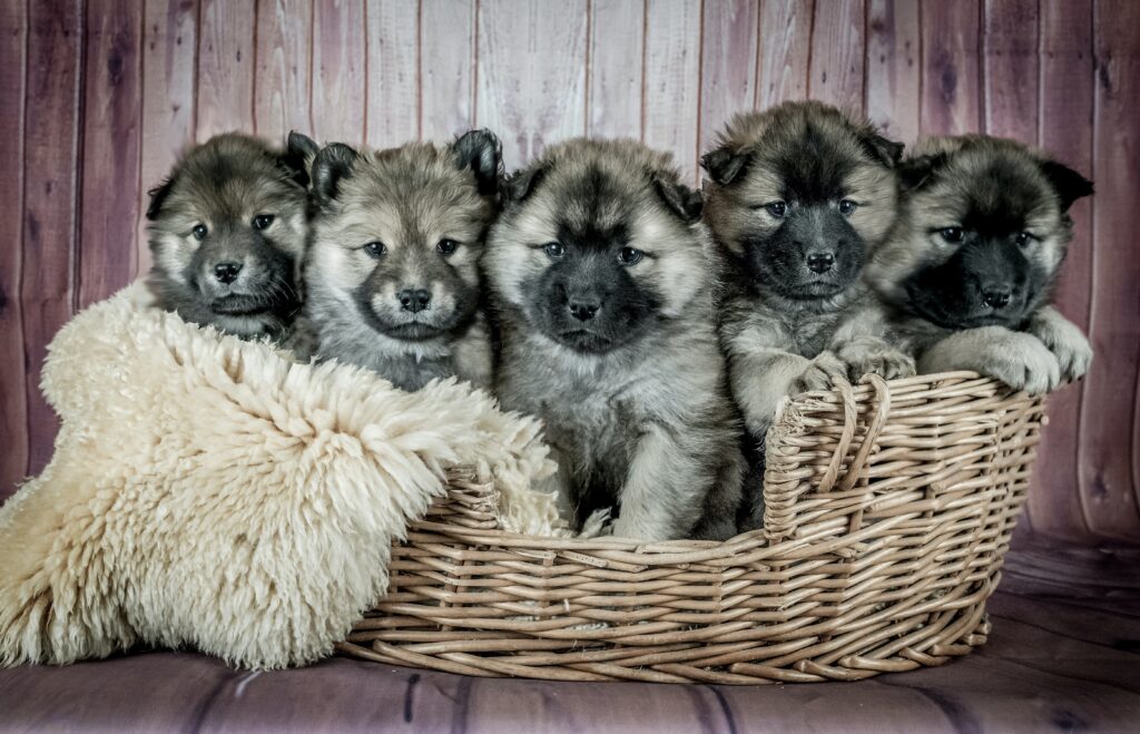 A wicker basket containing 5 puppies