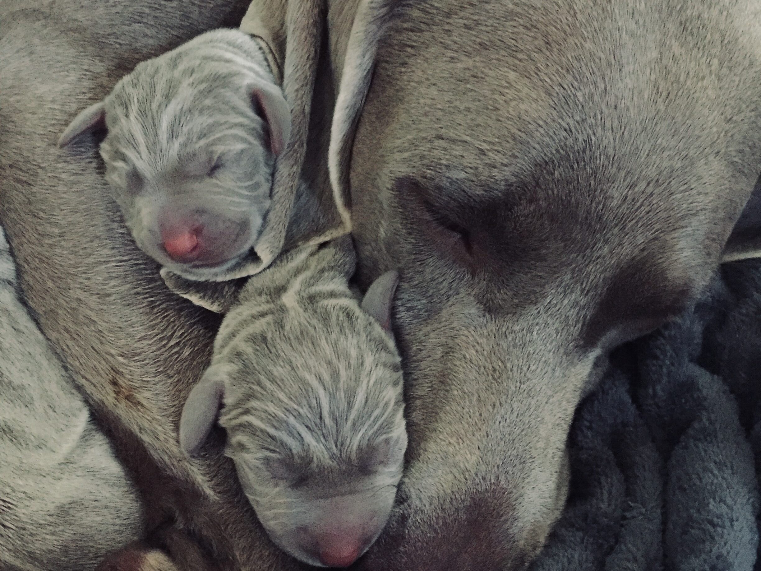 Picture of a grey dogs face, snuggled in to two newborn puppies