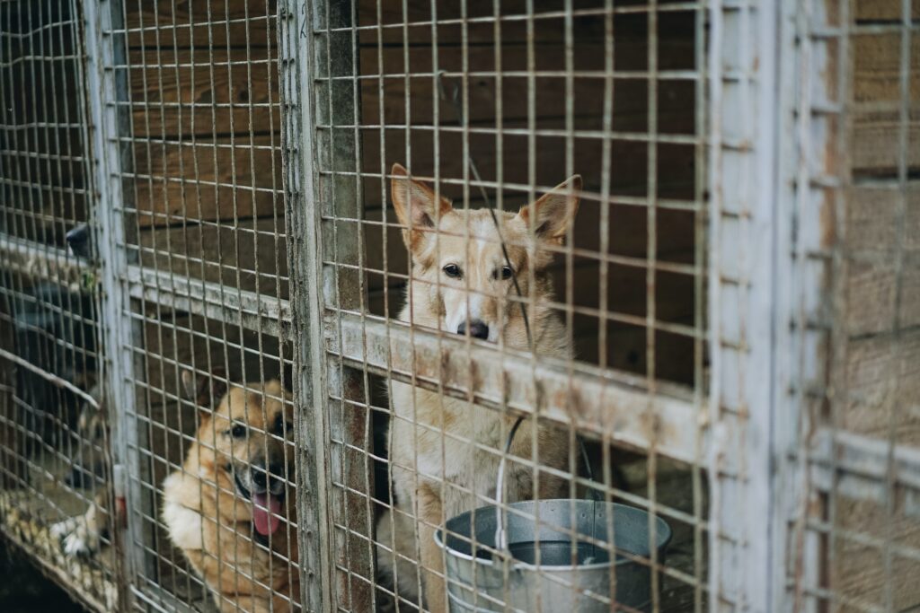pictured two dogs in a kennel behind a fence. Both german shepherd types, one lies down behind the front dog that is sitting and looking through the fence.