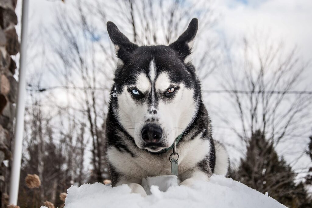 Picture shows a black and white husky dog face. He looks grumpy!