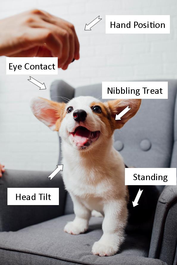 Image demonstrates a puppy receiving a treat while standing on a chair, making eye contact, with his head tilted and about to nibble the treat.