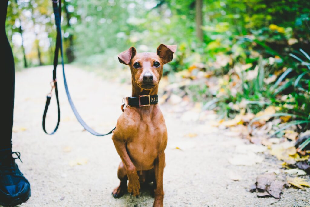 an anxious looking brown dog holds his paw up while sitting beside his owner