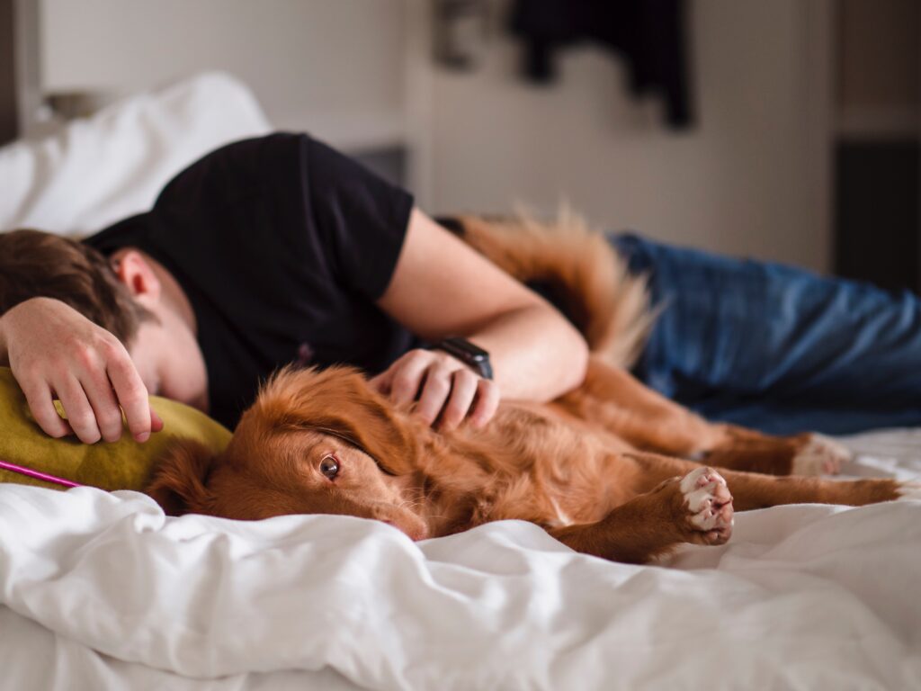 pictured a person lying on a bed alongside a brown spaniel type dog.
