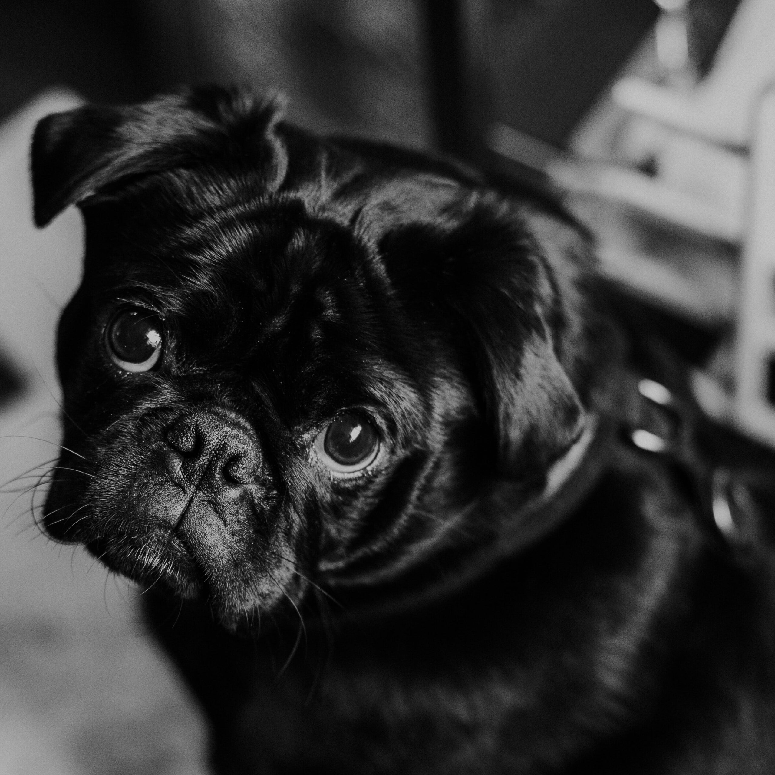 a black pug type dog shows us guilty eyes