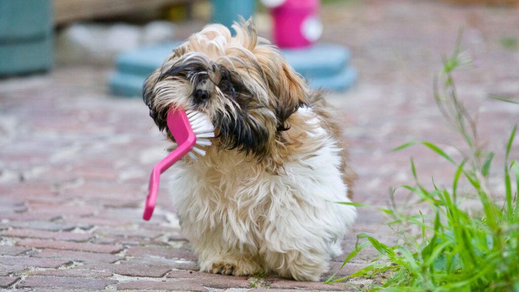 image is of a small white dog carrying a pink dishwashing brush towards the camera