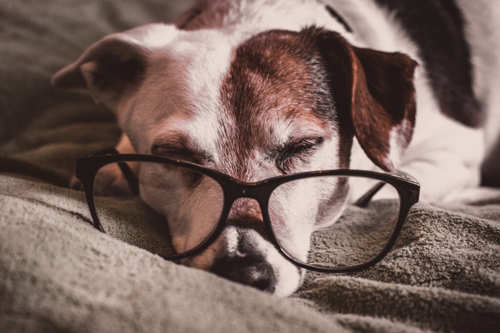 an old dog laying dog with his chin on the blanket, wearing glasses