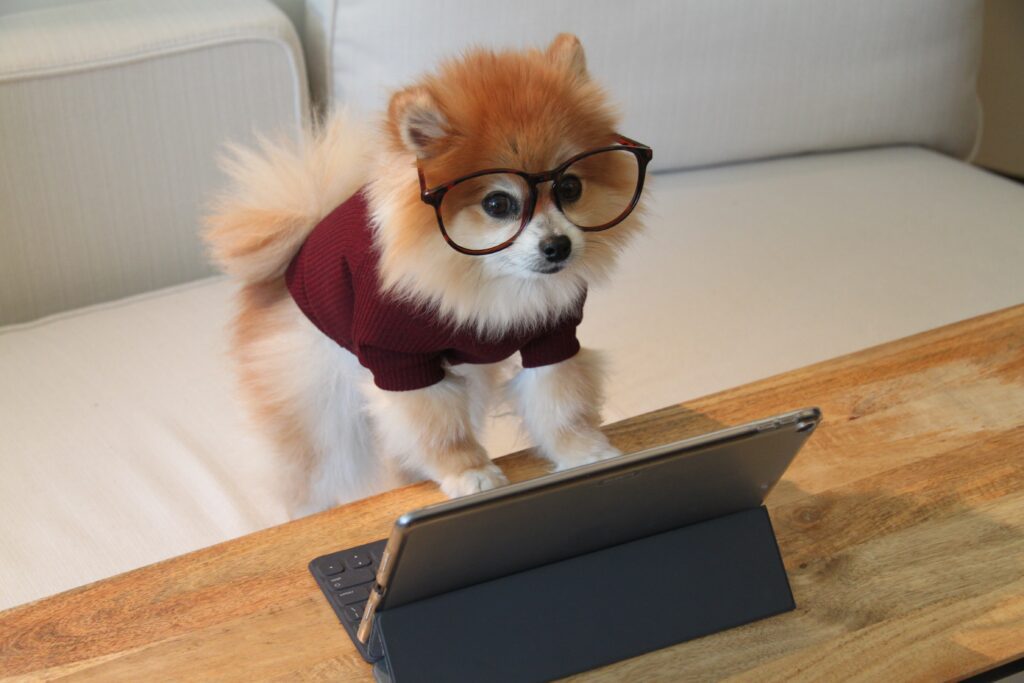 small dog wearing glasses and a jumper working on a laptop