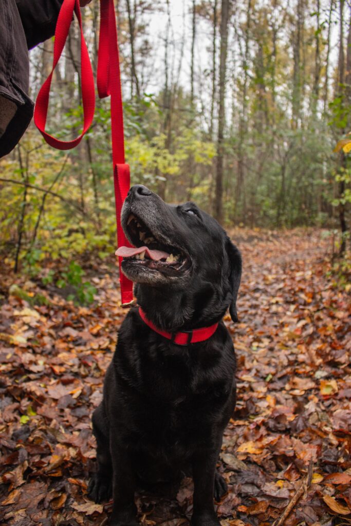 black labrador dog sitting on a leaf covered path, He is looking at someone our of shot that is holding his bright red lead.