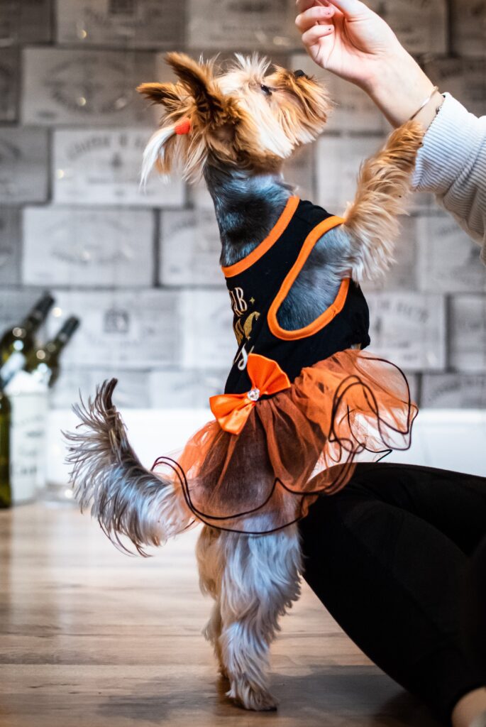 a small yorkshire terrier dog wearing a dress. She is reaching up on her back legs to her owners hand for a treat.
